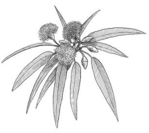 eucalyptus_engraved