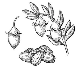 jojobajojoba_engraved