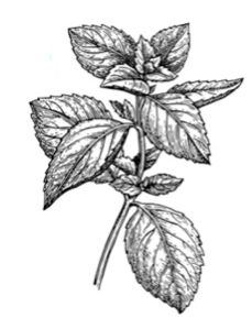 mint_engraved